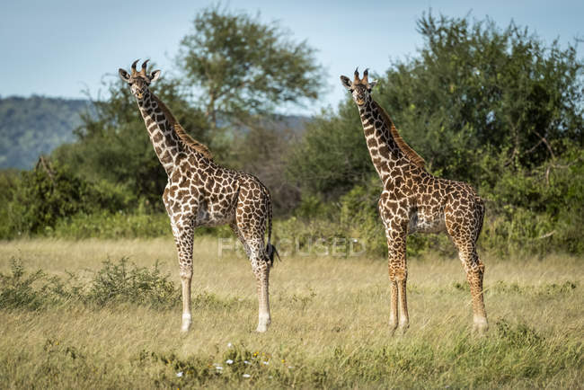 Vista cênica de girafas bonitas na vida selvagem — Fotografia de Stock