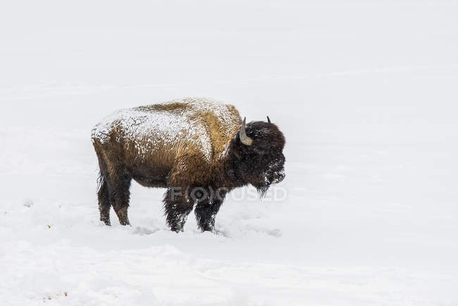 American Bison bull on snow in Lamar Valley, Yellowstone National Park; Wyoming, Estados Unidos da América — Fotografia de Stock