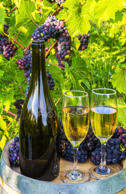 Wein serviert in einem Weingut mit Weingläsern und Trauben von frischen Trauben auf einem Fass; Quebec, Kanada — Stockfoto