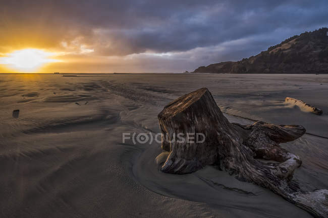 Sunset lights up the sky along the coast of Oregon, with huge pieces of driftwood lay scattered across the beach; Oregon, United States of America — Stock Photo