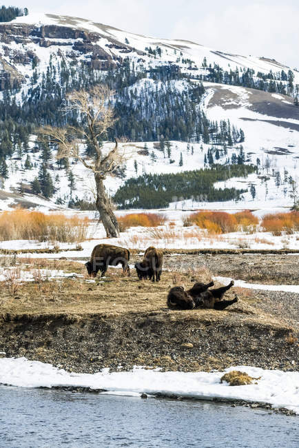 Toro de bisonte americano (bisonte) revolcándose en la orilla del río Lamar con dos toros pastando en el fondo en el Parque Nacional Yellowstone; Wyoming, Estados Unidos de América - foto de stock