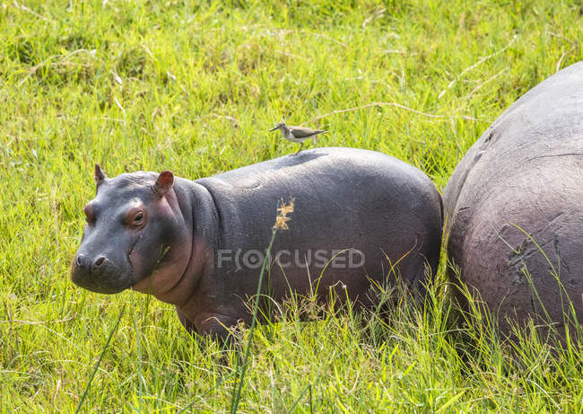 Scenic view of majestic and cute Hippopotamuses in wild nature — Stock Photo