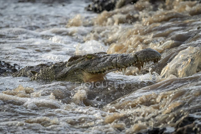 Primer plano de la pesca de cocodrilo del Nilo (Crocodylus niloticus) bajo cascada, Grumeti Serengeti Tented Camp, Parque Nacional del Serengeti; Tanzania - foto de stock