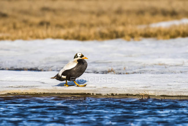 Male Spectacled Eider walking on the icy shelf — Stock Photo