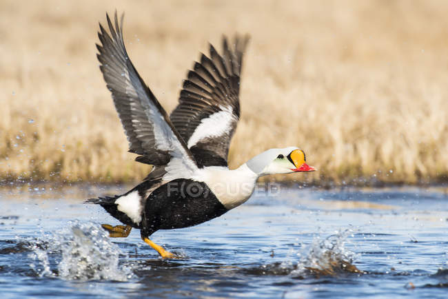 Male King Eider against blurred background — Stock Photo