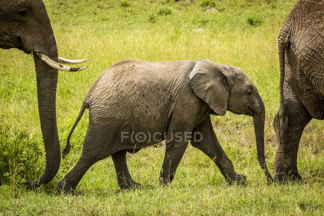 Scenic view of beautiful grey elephant at wild nature — Stock Photo