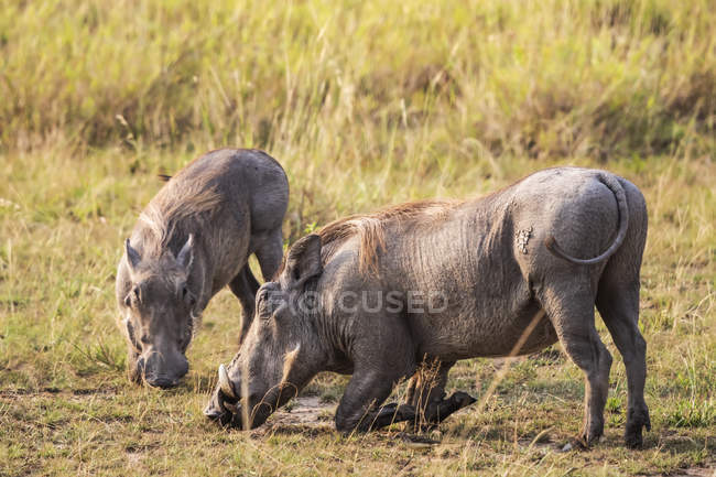 Warthogs (Phacochoerus africanus), Parque Nacional Reina Isabel; Región Occidental, Uganda - foto de stock