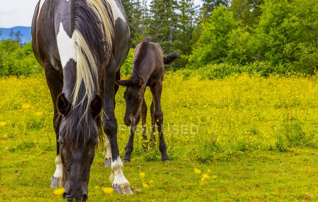 Scenic view of majestic horses mother and calf at landscape — Stock Photo