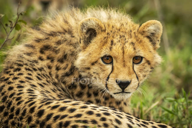 Majestoso Cheetah cub retrato cênico na natureza selvagem, fundo borrado — Fotografia de Stock