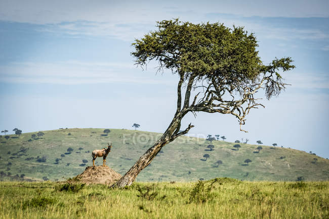 Чоловіки на термітнику поблизу дерева, табір Кляйна, національний парк Серенгеті; Танзанія — стокове фото