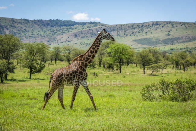 Vue panoramique de belle girafe à la vie sauvage — Photo de stock