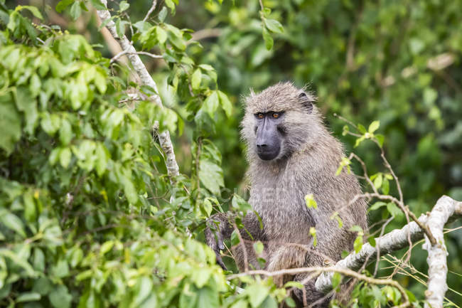 Monkey african green African Monkeys: