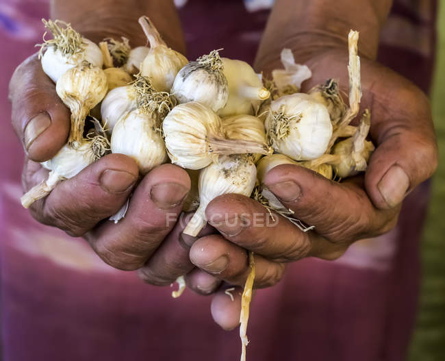 Bauernhände, die Schalotten halten; shan state, myanmar — Stockfoto