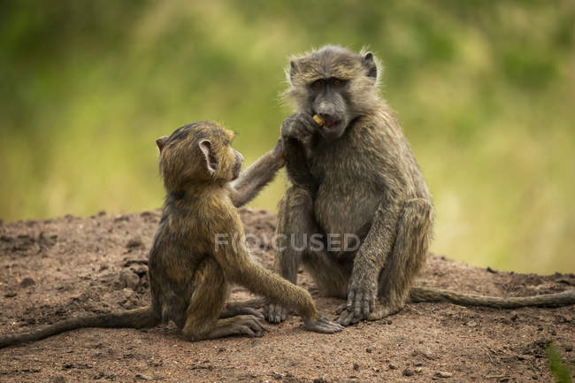 Baby reaching for food from Olive baboon (Papio anubis), camp de tentes Grumeti Serengeti, parc national du Serengeti ; Tanzanie — Photo de stock