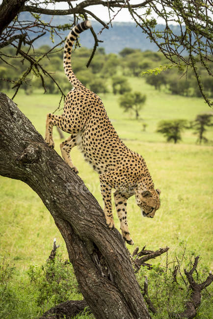 Maestoso ritratto panoramico Cheetah a natura selvaggia — Foto stock