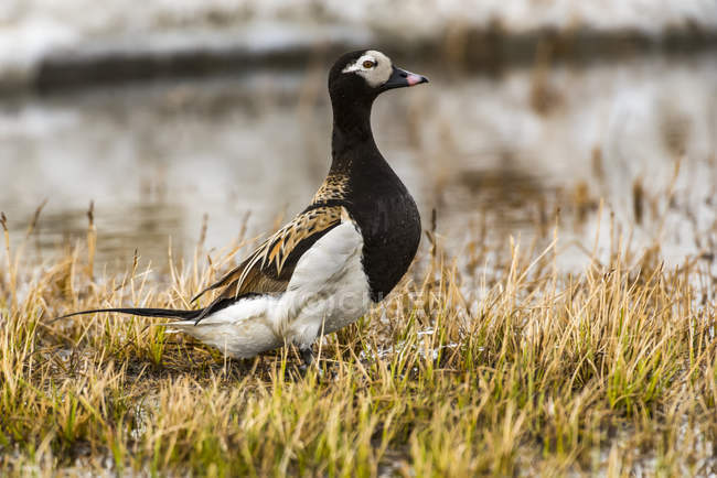 Male Long-tailed Duck closeup view on grass — Stock Photo