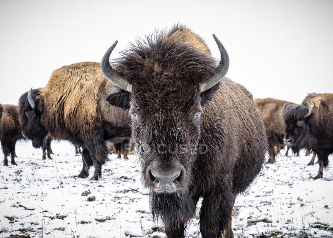 Close-up of Plains Bison (Bison bison) looking at the camera; Manitoba, Canada — Stock Photo