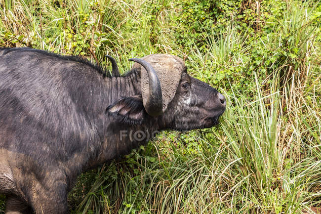 Вид африканського буйвола на дику природу лежить на траві. — стокове фото