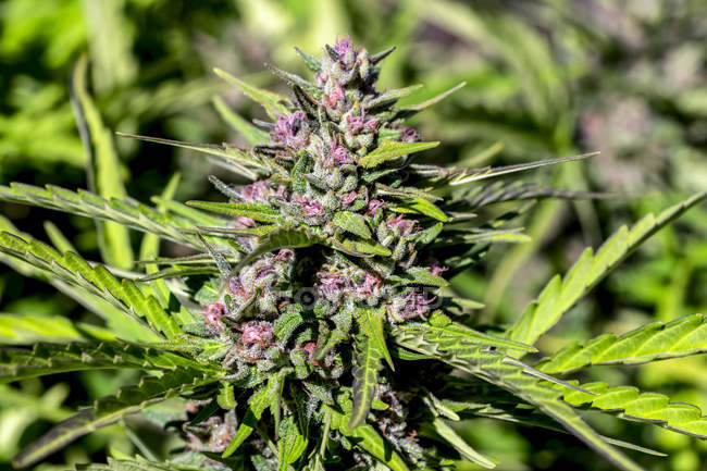 Pianta da cannabis in fase di fioritura tardiva; Cave Junction, Oregon, Stati Uniti d'America — Foto stock