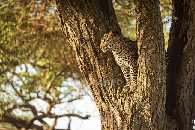 Majestoso e belo leopardo relaxante na árvore — Fotografia de Stock