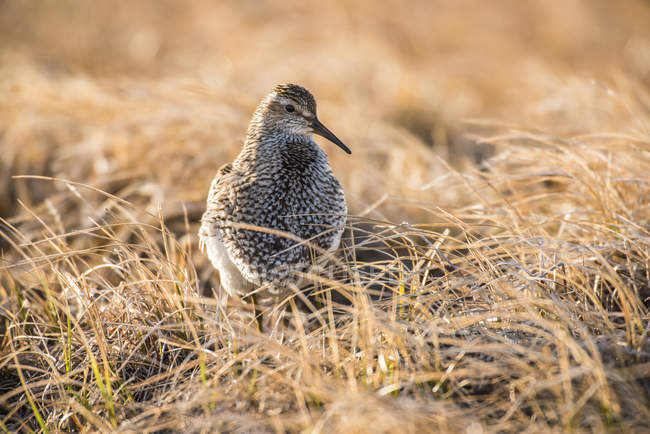 Sandpiper peitoral em plumagem de reprodução contra fundo turvo — Fotografia de Stock