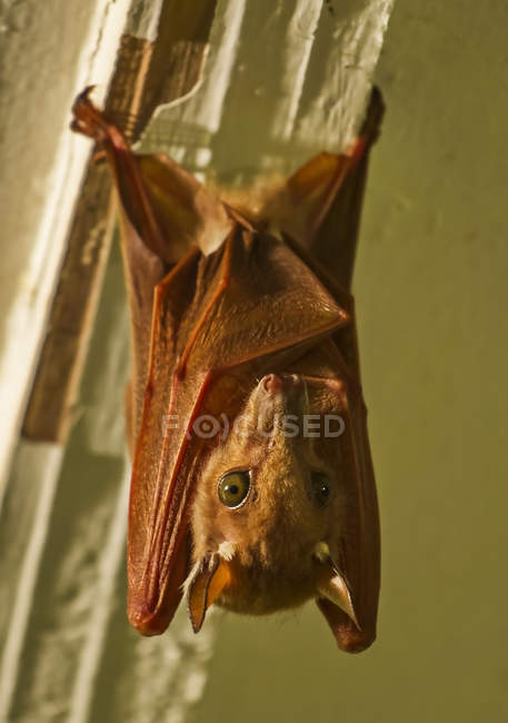 Pipistrello della frutta spugnosa di Wahlberg (Epomophorus wahlbergi); Tabora, Tanzania — Foto stock
