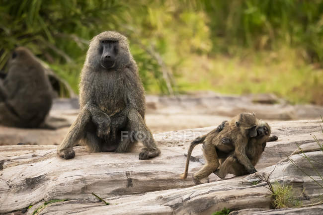 Two young olive baboons (Papio anubis) playing by father, Cottars 1920s Safari Camp, Maasai Mara National Reserve; Kenay — Stock Photo