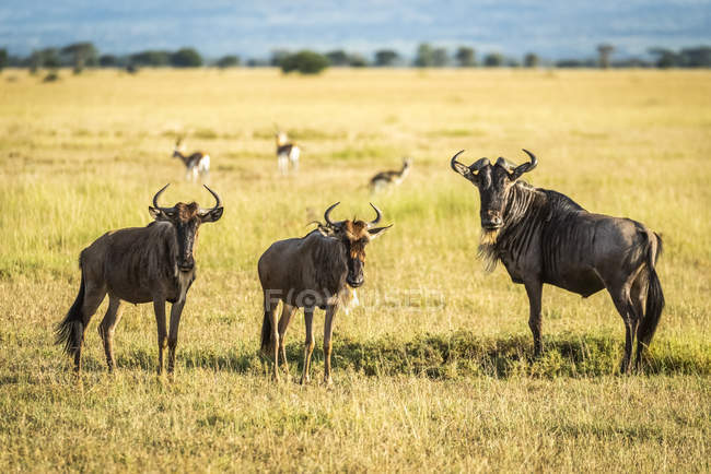 Three blue wildebeest (Connochaetes taurinus) standing staring at camera, Grumeti Serengeti Tented Camp, Serengeti National Park; Tanzanai — Stock Photo