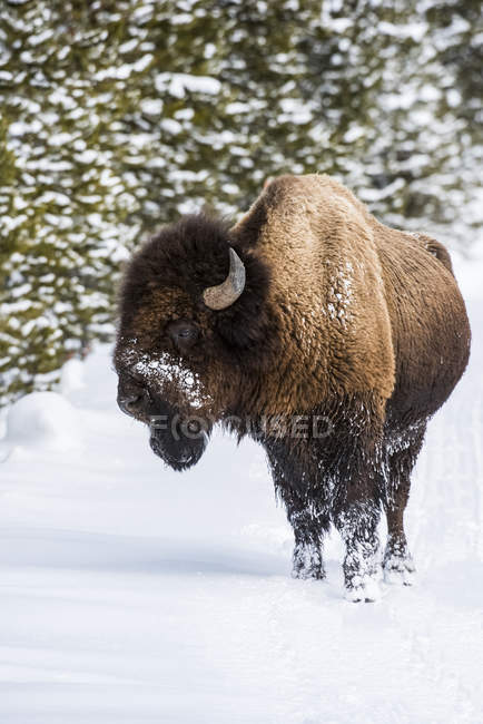 Amerikanischer Bisonbulle auf Schnee im Lamar Valley, Yellowstone Nationalpark; wummernde, vereinigte Staaten von Amerika — Stockfoto