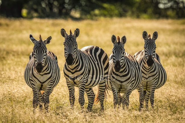 Four plains zebras (Equus quagga) standing in long grass, Grumeti Serengeti Tented Camp, Serengeti National Park; Tanzania — Stock Photo