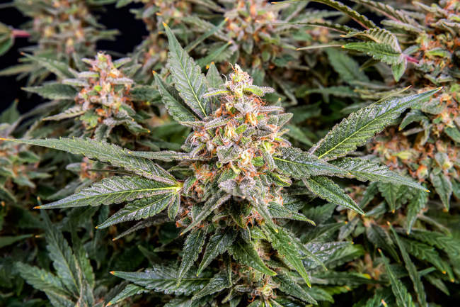 Planta de cannabis en fase de floración tardía; Cave Junction, Oregon, Estados Unidos de América - foto de stock