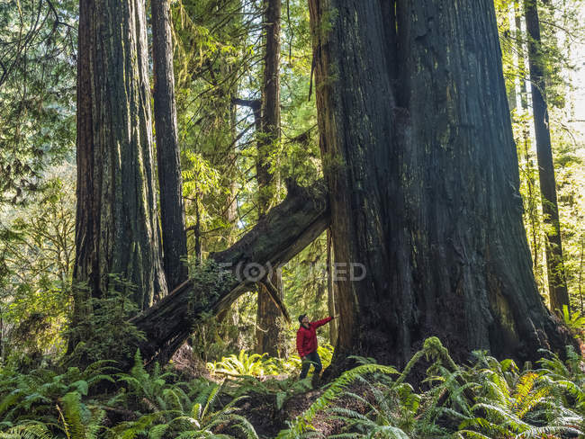 Mann steht in den Redwood-Wäldern Nordkaliforniens, Kaliforniens, Vereinigte Staaten von Amerika — Stockfoto