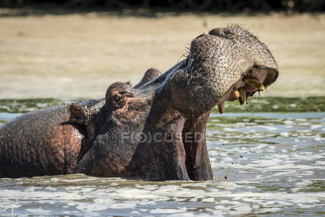 Vue panoramique de majestueux et mignon Hippopotame dans la nature sauvage — Photo de stock