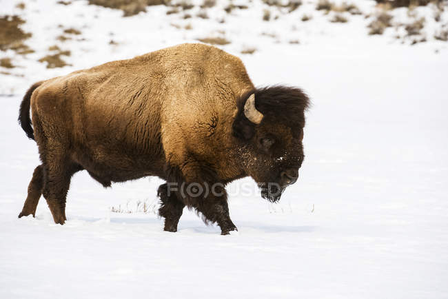 Taureau de bisons d'Amérique sur la neige dans la vallée de Lamar, parc national Yellowstone ; Wyoming, États-Unis d'Amérique — Photo de stock