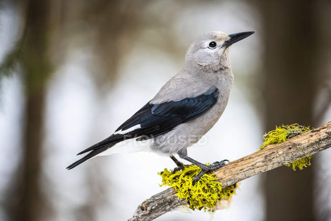 Clark Nutcracker perched on branch with colorful lichens — Stock Photo