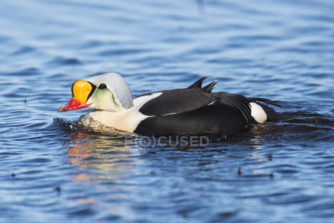 Male King Eider in breeding plumage swimming in pond — Stock Photo