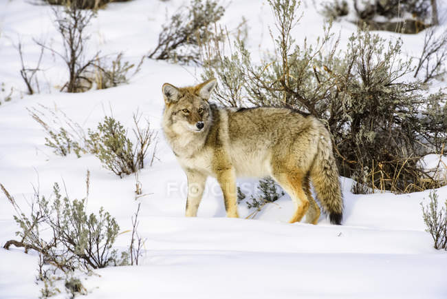 Kojote (canis latrans) steht an einem sonnigen Wintertag im Yellowstone-Nationalpark auf einer schneebedeckten Wiese. — Stockfoto