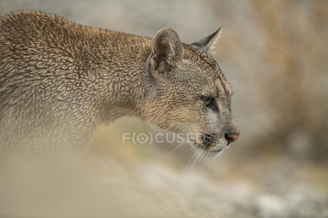 Vista lateral de um Puma no sul do Chile; Chile — Fotografia de Stock