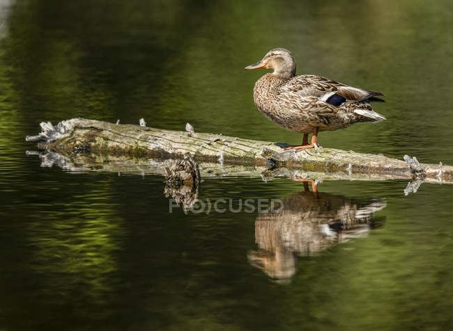 Mallard stands on a floating log with mirror image reflected in the water — Stock Photo