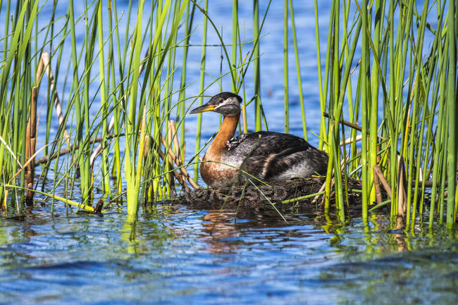 Red-necked Grebe in water at wild nature — Stock Photo