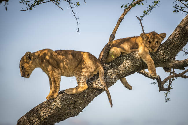 Vista panorâmica de filhotes de leão majestosos na natureza selvagem na árvore — Fotografia de Stock