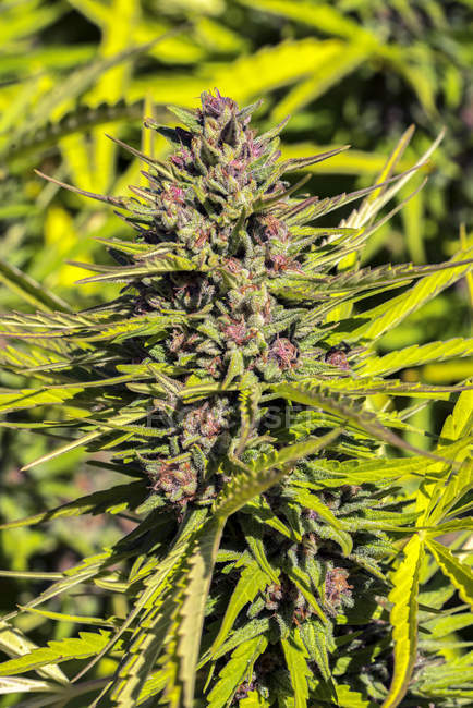 Pianta da cannabis in fase di fioritura tardiva; Cave Junction, Oregon, Stati Uniti d'America — Foto stock