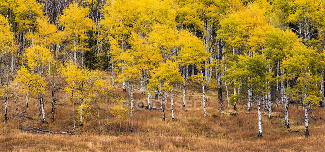 Mehrstichpanorama der Kaskaden und des Okanagan-Tals in herbstlichen Farben; britische Columbia, Kanada — Stockfoto