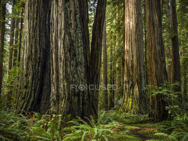 Vista panoramica delle famose foreste di sequoie della California settentrionale, California, Stati Uniti d'America — Foto stock
