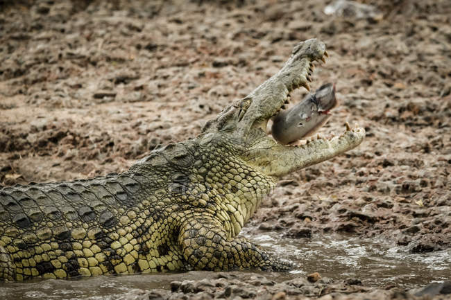 Крупный план Нильского крокодила (Crocodylus niloticus), глотающего рыбу, Грумети Серенгети палаточный лагерь, Национальный парк Серенгети; Танзания — стоковое фото