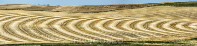 Lignes de récolte graphiques dans un champ de chaume vallonné avec ciel bleu, à l'ouest de Beiseker ; Alberta, Canada — Photo de stock