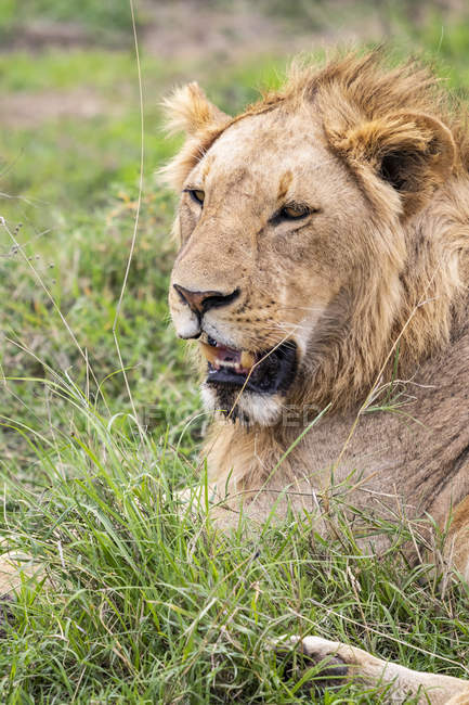 Vue panoramique du lion majestueux à la nature sauvage — Photo de stock