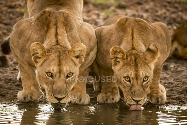 Живописный вид величественных львов на дикой природе питьевой воды — стоковое фото