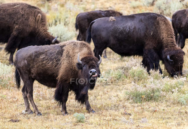 American Bison (Bison bison) grazing on grass and plants, Yellowstone National Park; United States of America — Stock Photo