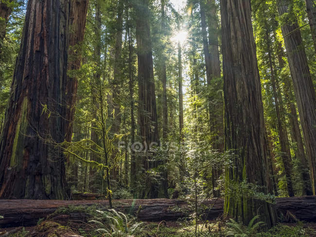 Вид на знамениті ліси Редвуд у Північній Каліфорнії (штат Каліфорнія, США). — стокове фото